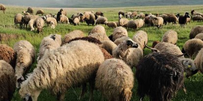 Adilcevaz’da yayla zamanı: Besiciler 7 aylık göçe başladı