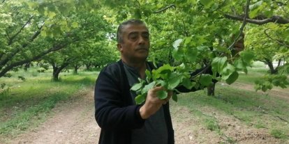 Isparta’da don kayısı üreticilerini zarara uğrattı