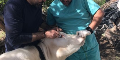 Ortaca Okçular Mahallesi’nde Brucella aşılaması gerçekleştirildi