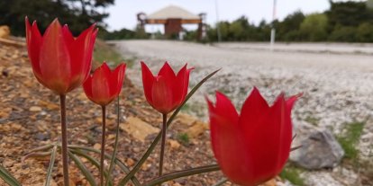 Lalenin anayurdu Orta Asya, kalbi Manisa’da