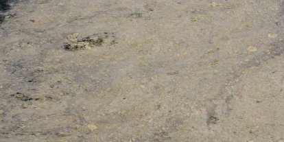Gemlik Sahilleri’nde tehlikeli görüntü...Müsilaj balık yumurtalarını öldürüyor