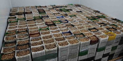 Kuru incir ihracatı yüzde 28 büyüdü