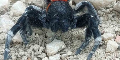 Çanakkale’de ender rastlanan bir örümcek türü görüldü