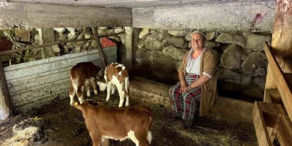 Artvin’de bir inek dördüz doğurdu, aile büyük sevinç yaşadı
