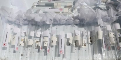 Salihli’de 3 bin ‘Samuray Arıcığı’ doğaya salındı