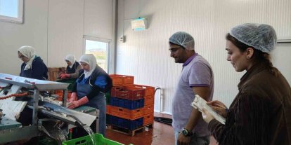Beyşehir Gölüne kıyısı olan ilçedeki balık fabrikaları denetlendi