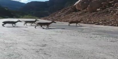 Gümüşhane’de vaşak ve dağ keçileri yollara indi