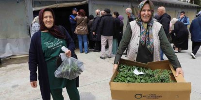Ordulu üreticilere 380 bin fidenin dağıtımına başladı