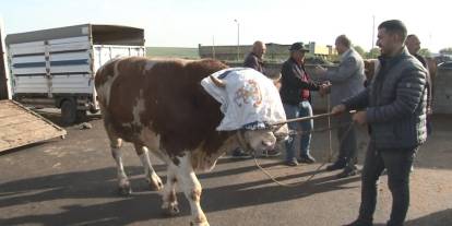Kars’ta 900 kiloluk boğa 300 bin TL’ye satıldı