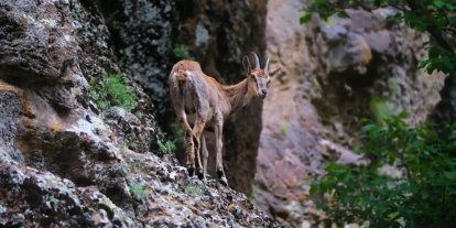 Erzincan’da yaban keçileri havadan görüntülendi