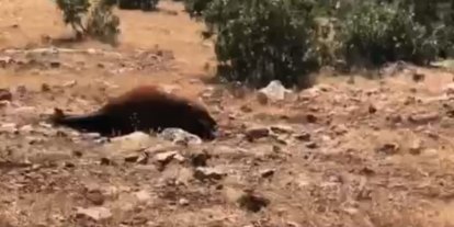Batman’da Yabani Yılkı Atı Ölümleri 7’ye Yükseldi