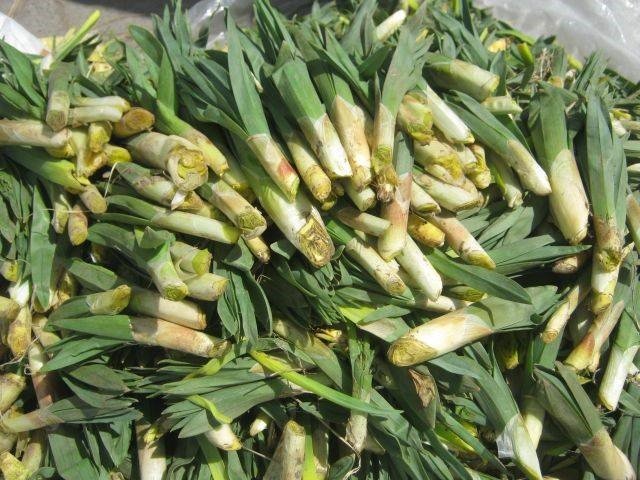 “Çiriş Otu” deyip geçmeyin