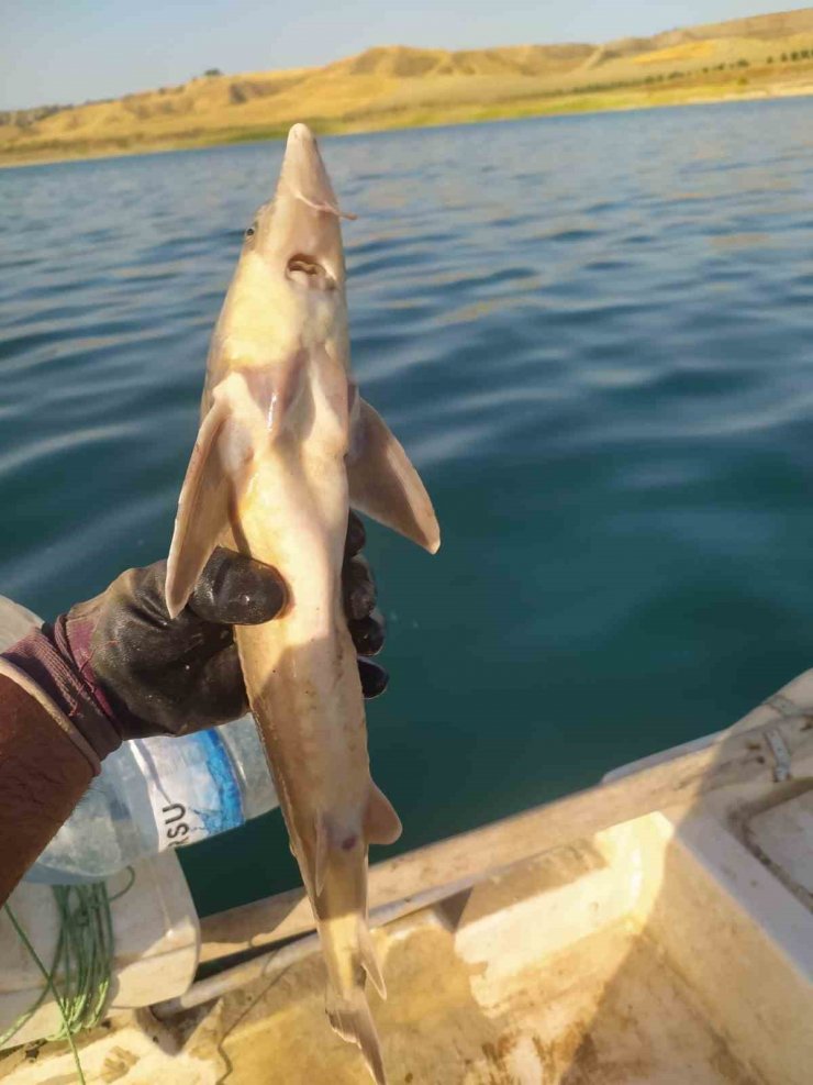Atatürk Barajında ilk kez Mersin Balığı görüldü