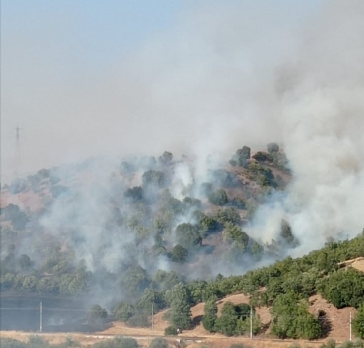 Anız yakmak isterken ormanı yaktı