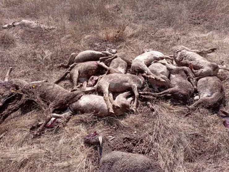 Emet’de yıldırım düşmesi sonucu 22 küçükbaş hayvan telef oldu