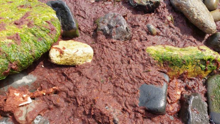 Marmara Denizi’nin Tekirdağ kıyıları kırmızı yosunla kaplandı