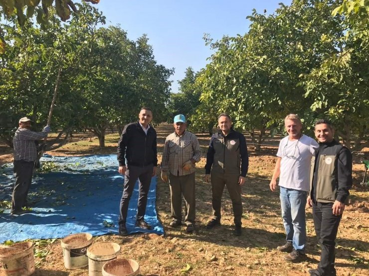 Dinar’da ceviz hasadı başladı