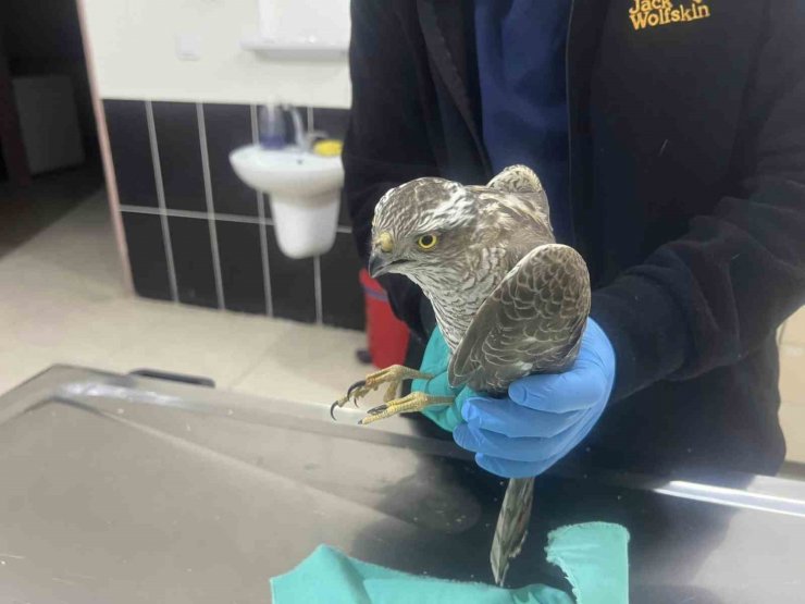 Kars’ta güçten düşen atmaca tedavi altına alındı