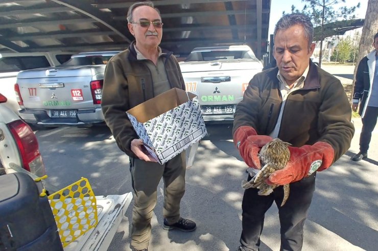 Yaralı kulaklı orman baykuşu tedavi altına alındı