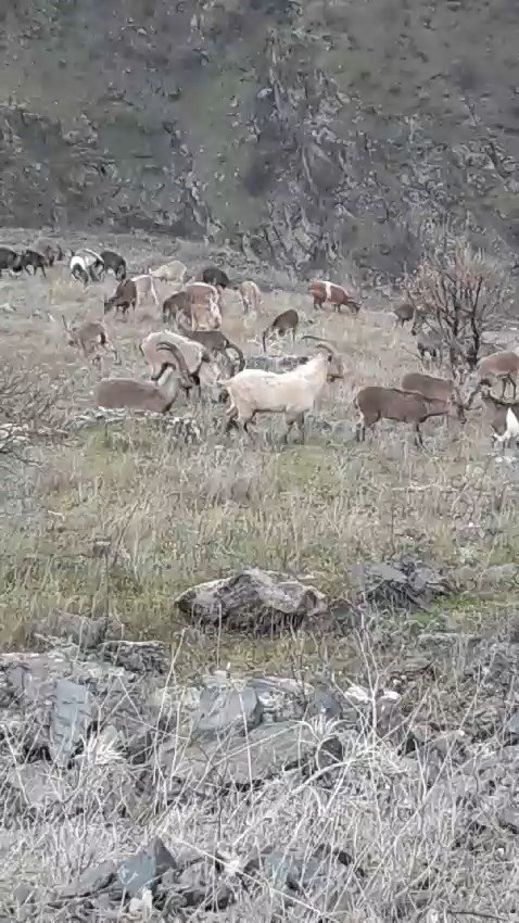 Elazığ’da dağ keçileri görüldü