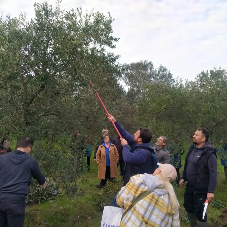 Edremit’te zeytin budama kursu yapıldı