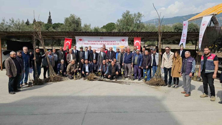 Buharkentli üreticiye kestane ve incir fidanı desteği