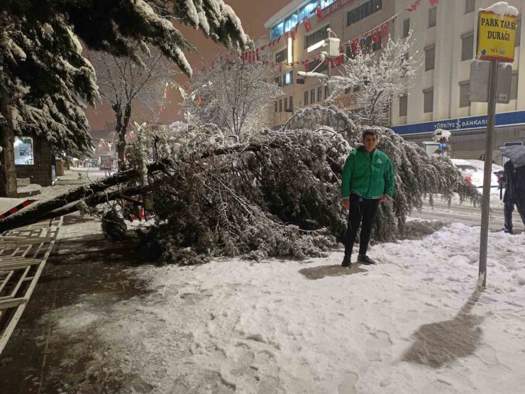 Van’da aşırı kar yağışına dayanamayan ağaç yola devrildi