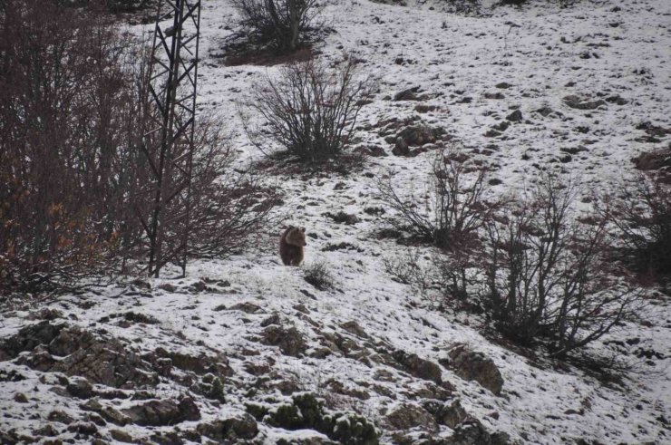 Kış uykusundan uyandı, kışa yakalandı