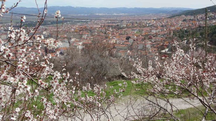 Badem ağaçları bu yıl zamanında çiçek açtı