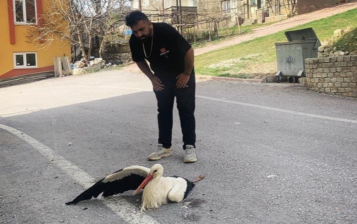 Derebucak’ta akıma kapılan leylek yaralandı