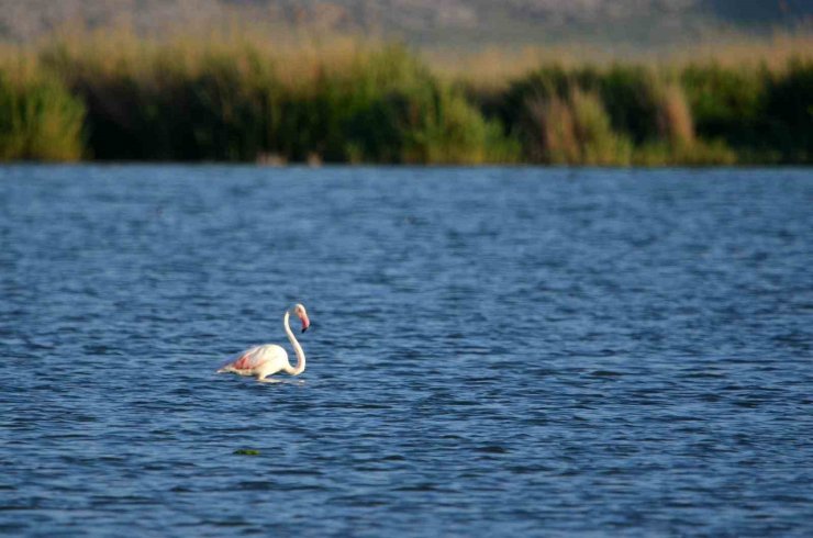 Doğa harikası Akgöl flamingoları ağırlıyor