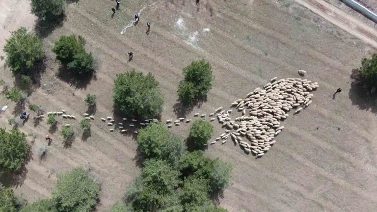 Süt kuzuları onlarca koyun arasında annelerini kokularından tanıyor