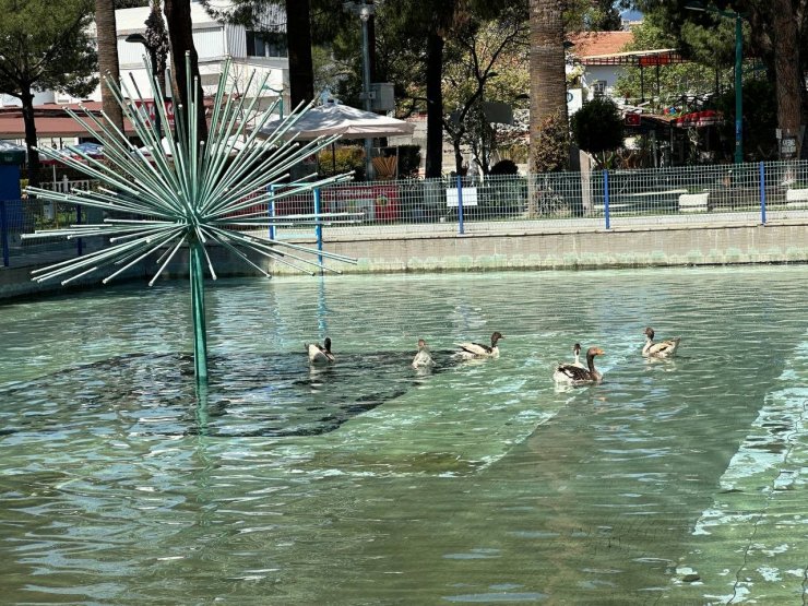 Edremit’in ördekli parkı geri geldi