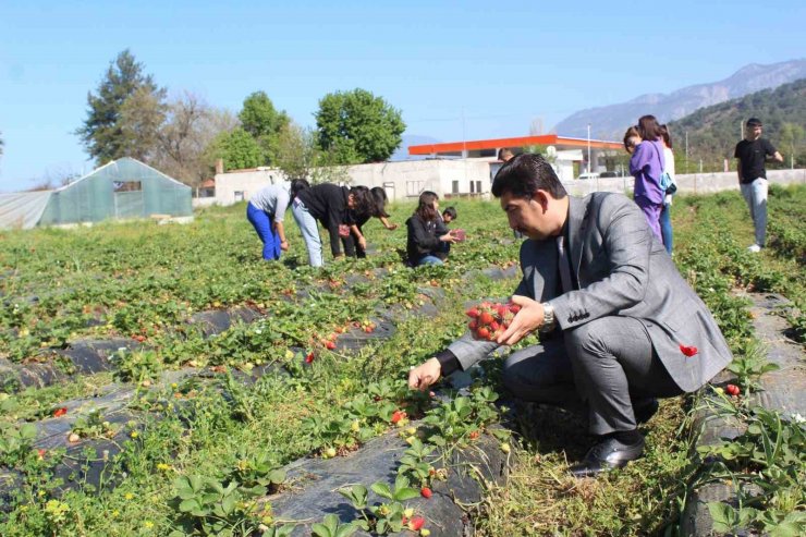 Köyceğiz’de öğrenciler çilek hasadı yaptı