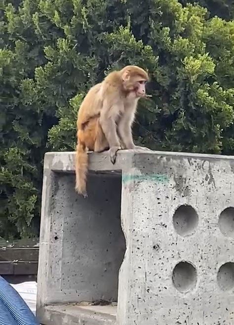 İstanbul’da firari maymun görenleri şaşkına çevirdi