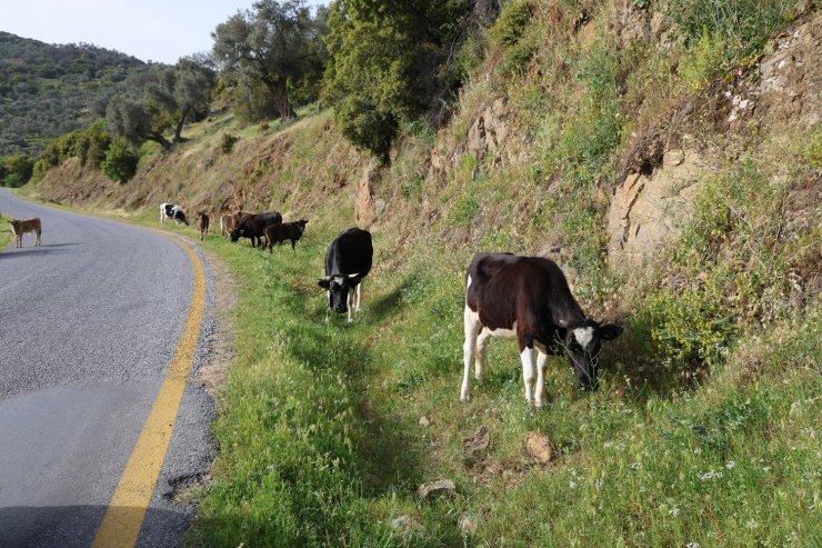 Bahar ayları ile birlikte yol kenarları meraya döndü