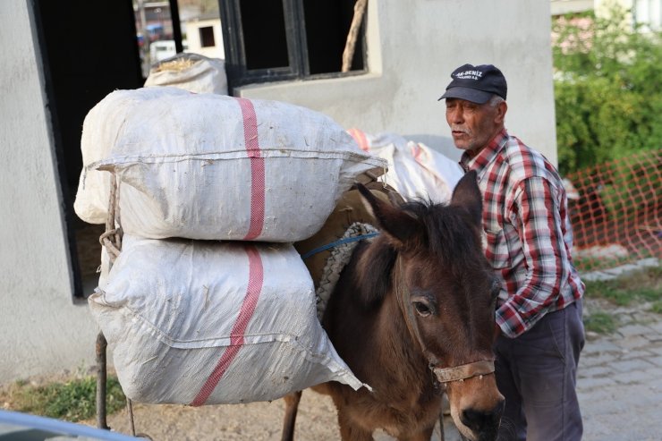 Akaryakıt zamları, at, eşek ve katırları kıymetli kılmaya devam ediyor