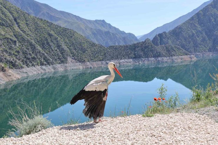 Artvin’de tedavisi tamamlanan leylek doğaya bırakıldı