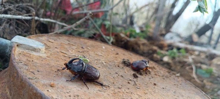 Dünyanın en güçlü böceği Yüksekova’da görüldü