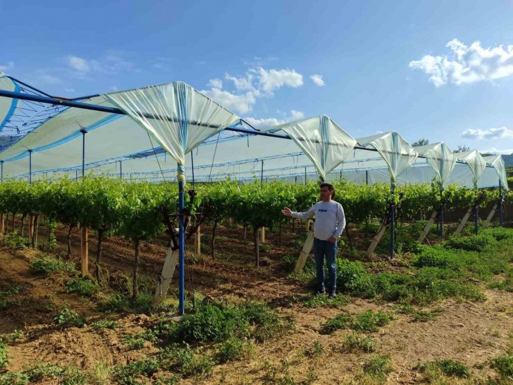 Manisa’nın dünyaca ünlü üzüm bağları örtüyle koruma altına alınıyor