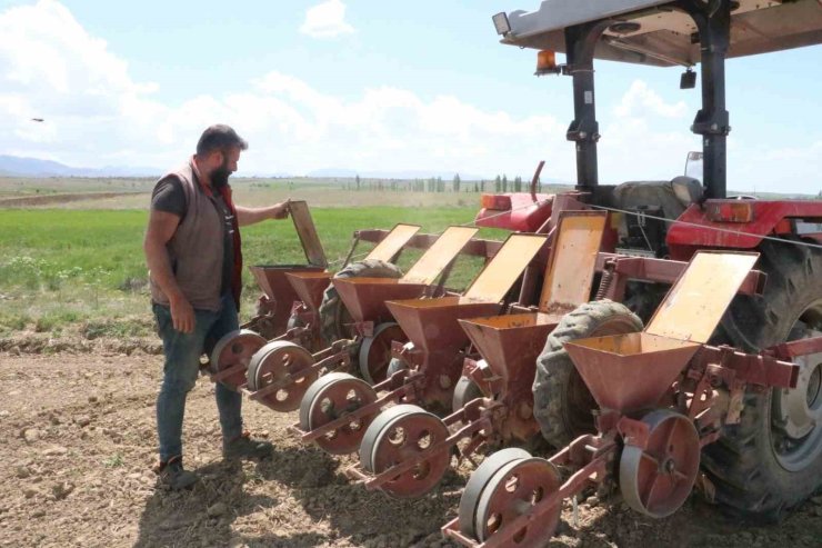 Sandıklı’da bu yıl şeker pancarında 170 bin ton rekolte bekleniyor