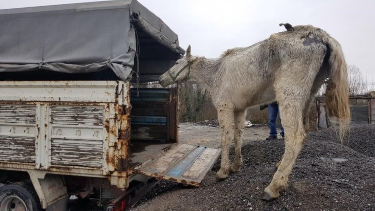 Hayvanlara kötü davranan ve kaçak avlanan 62 kişiye 788 bin TL ceza