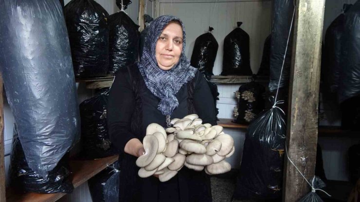 ’Bebek gibi bakımlarını yapıyorum’ diyen kadın 5 metrekare alanda mantar üretiyor