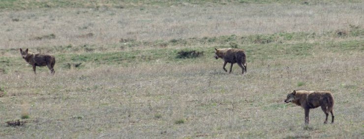 Bayburt’ta ilçeye inen 3 kurt arazide görüldü