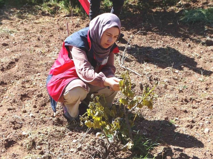 Hisarcık’ta sebze ekili alanlar ve meyve ağaçları dondan zarar gördü