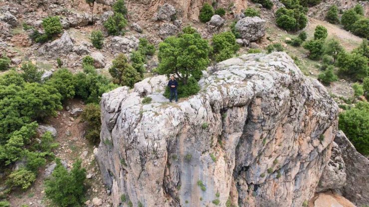 Kayanın üzerindeki ağaç görenlerin dikkatini çekiyor