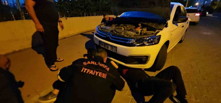 Şanlıurfa’da otomobilin motor kısmına sıkışan kedi operasyonla kurtarıldı