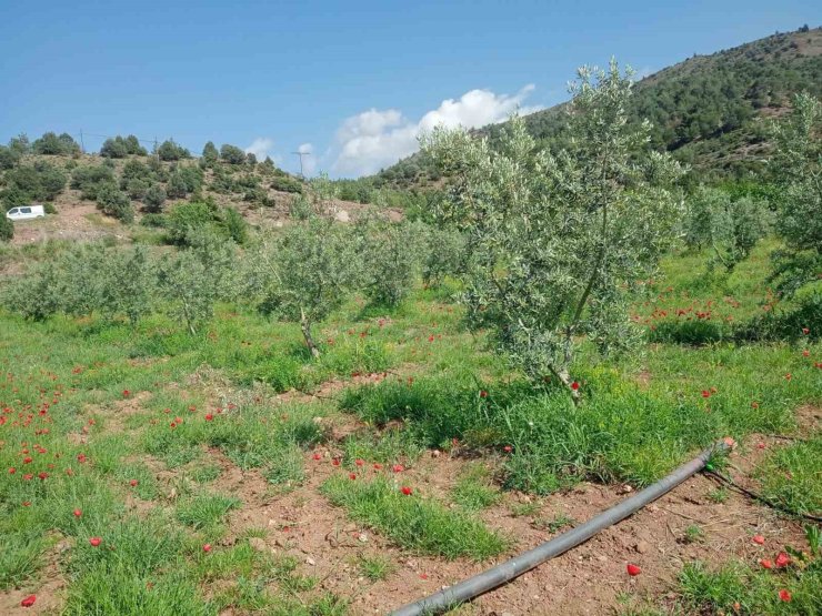 Eskişehir’de zeytin ağaçları çiçek açtı