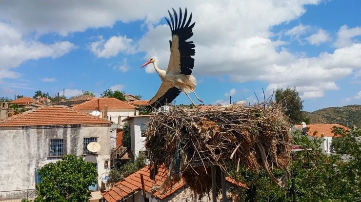 Saman ipleri leylekleri tehdit ediyor