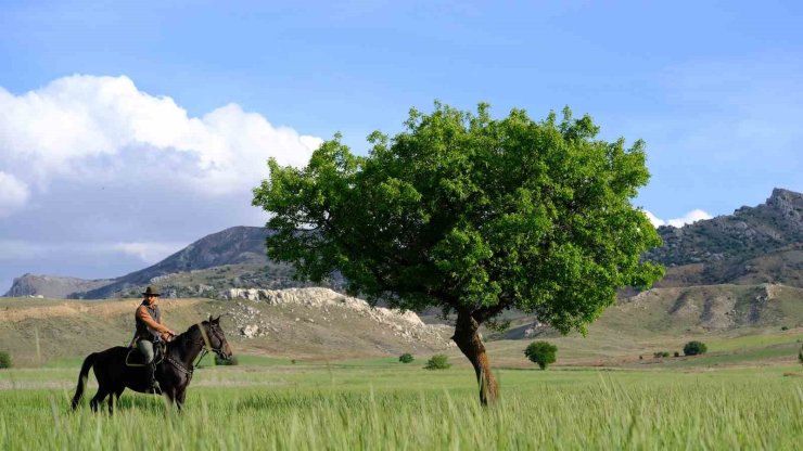 Dereye düşen yavru yılkı atı böyle kurtarıldı